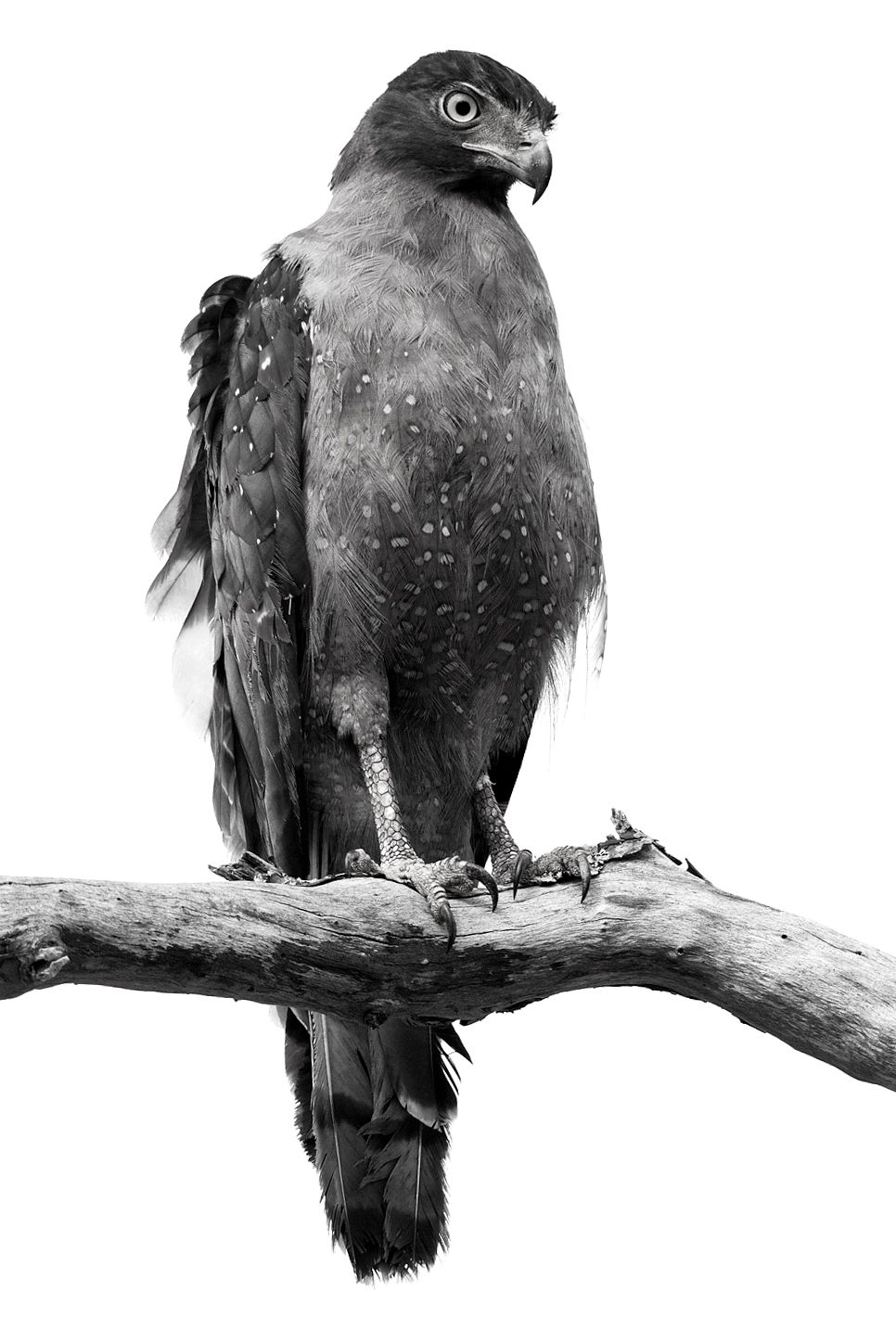 A crested serpent eagle on a bare branch, in black and white