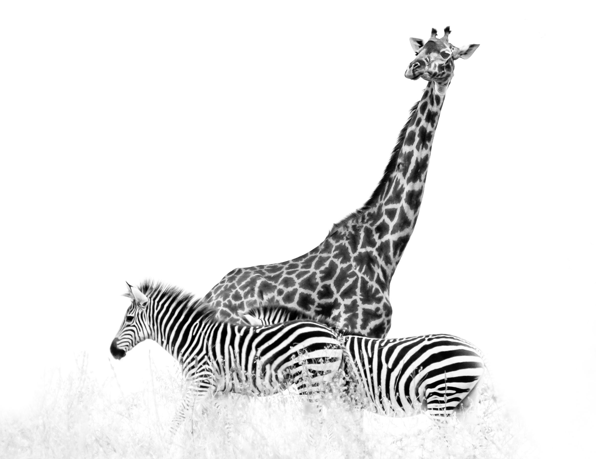 A giraffe and a zebra against a white background