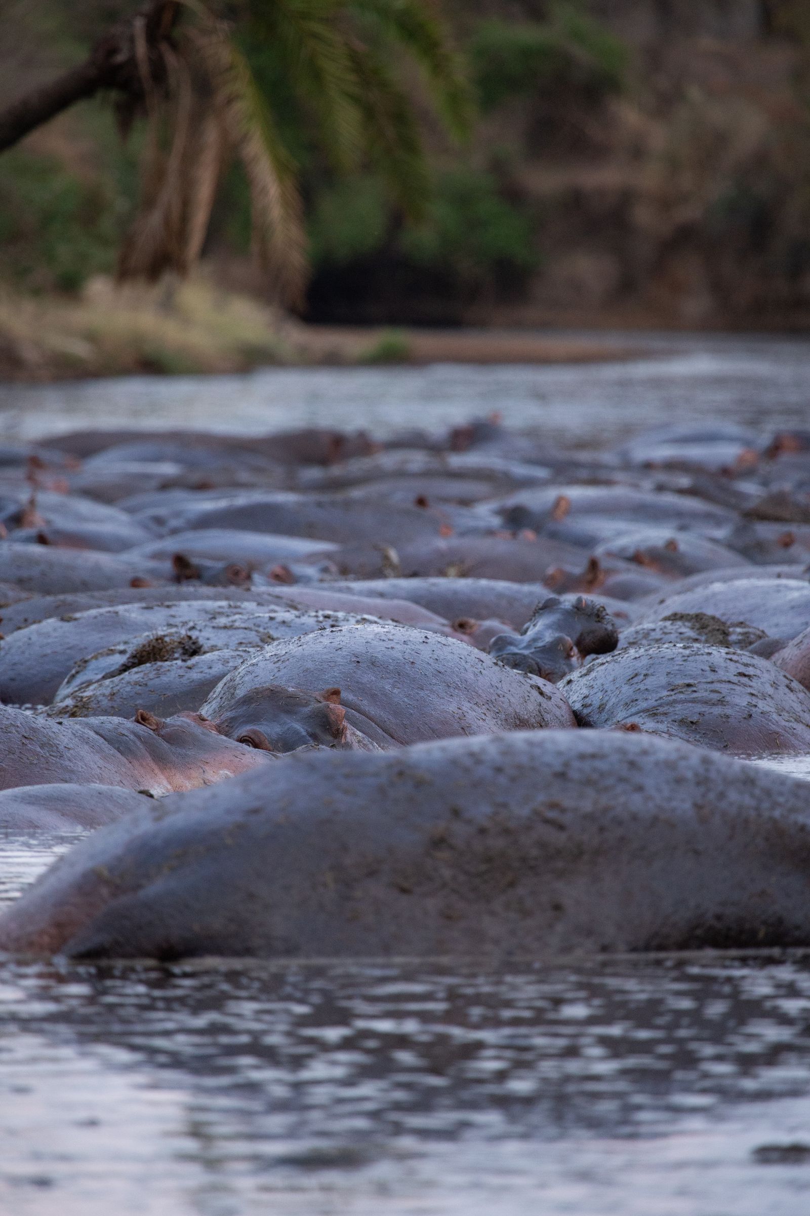 Hippos packed together in a river