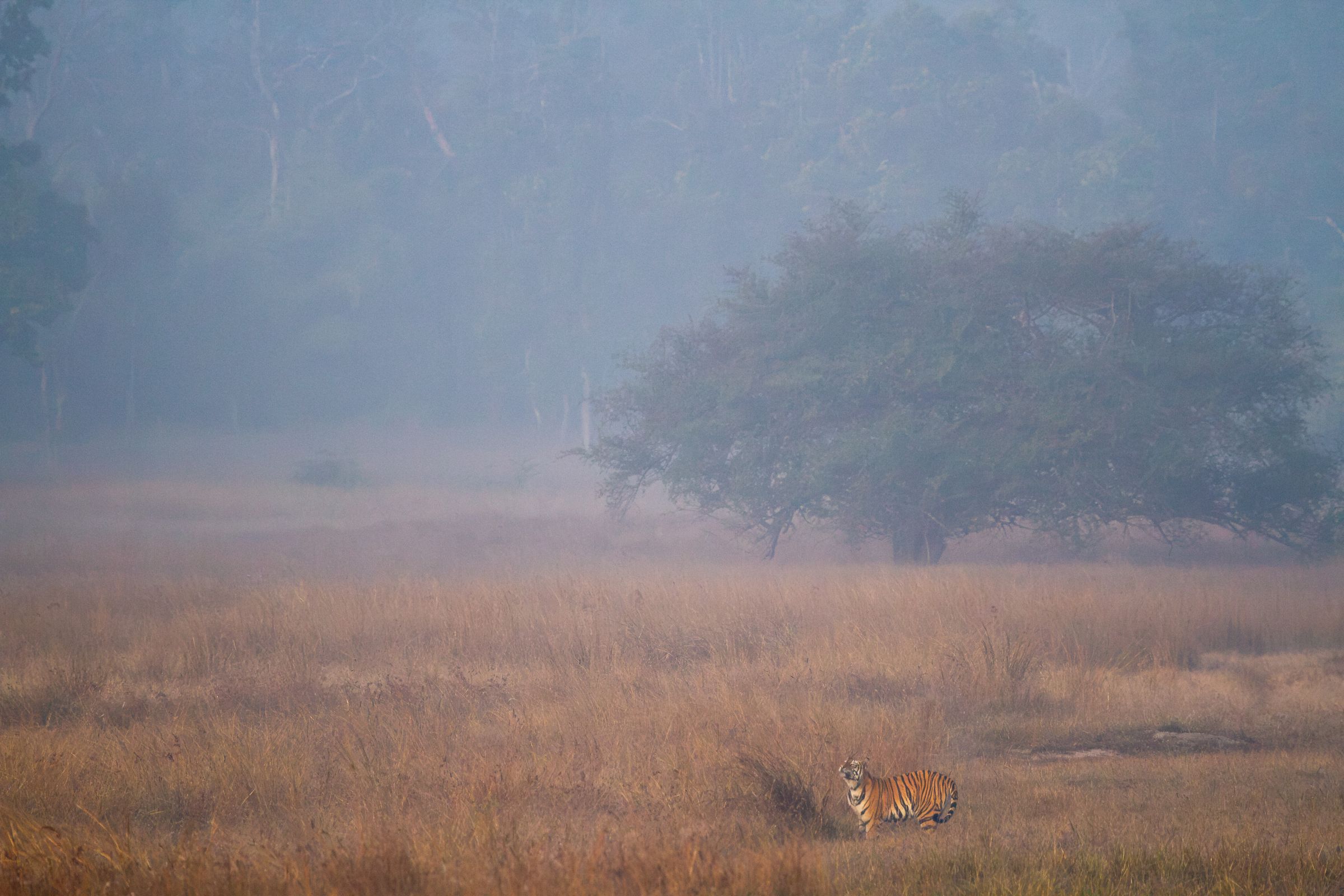 A small tiger beneath a lone tree in morning mist