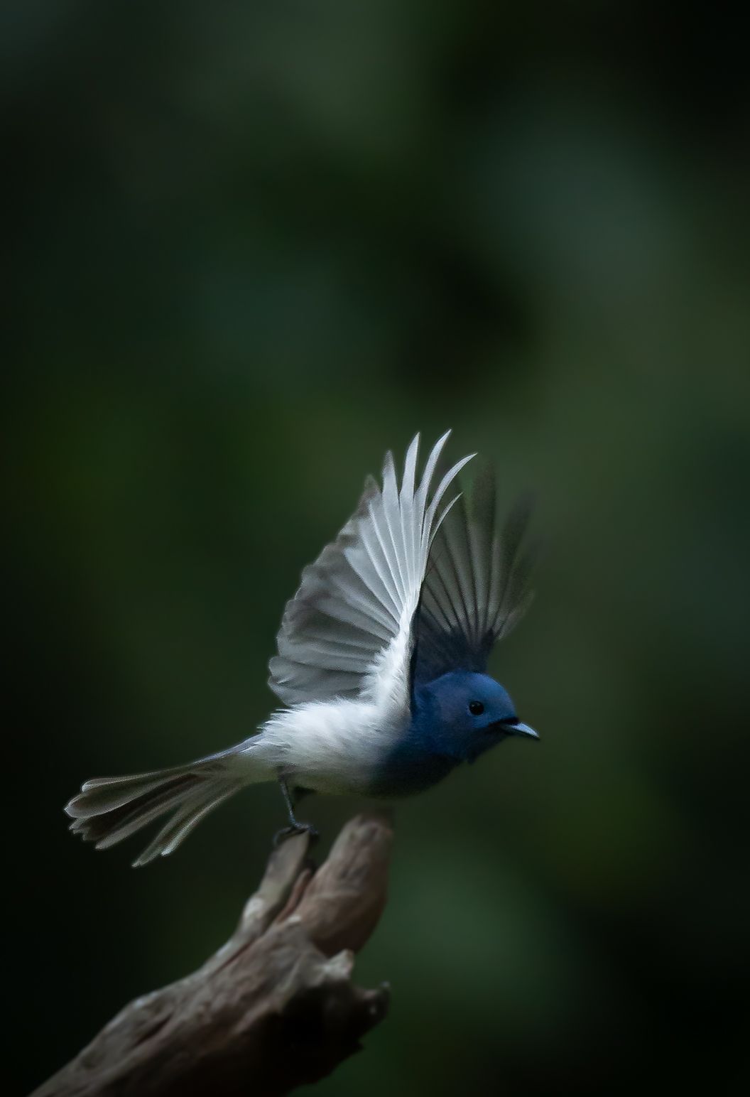 A flycatcher in flight against a dark forest