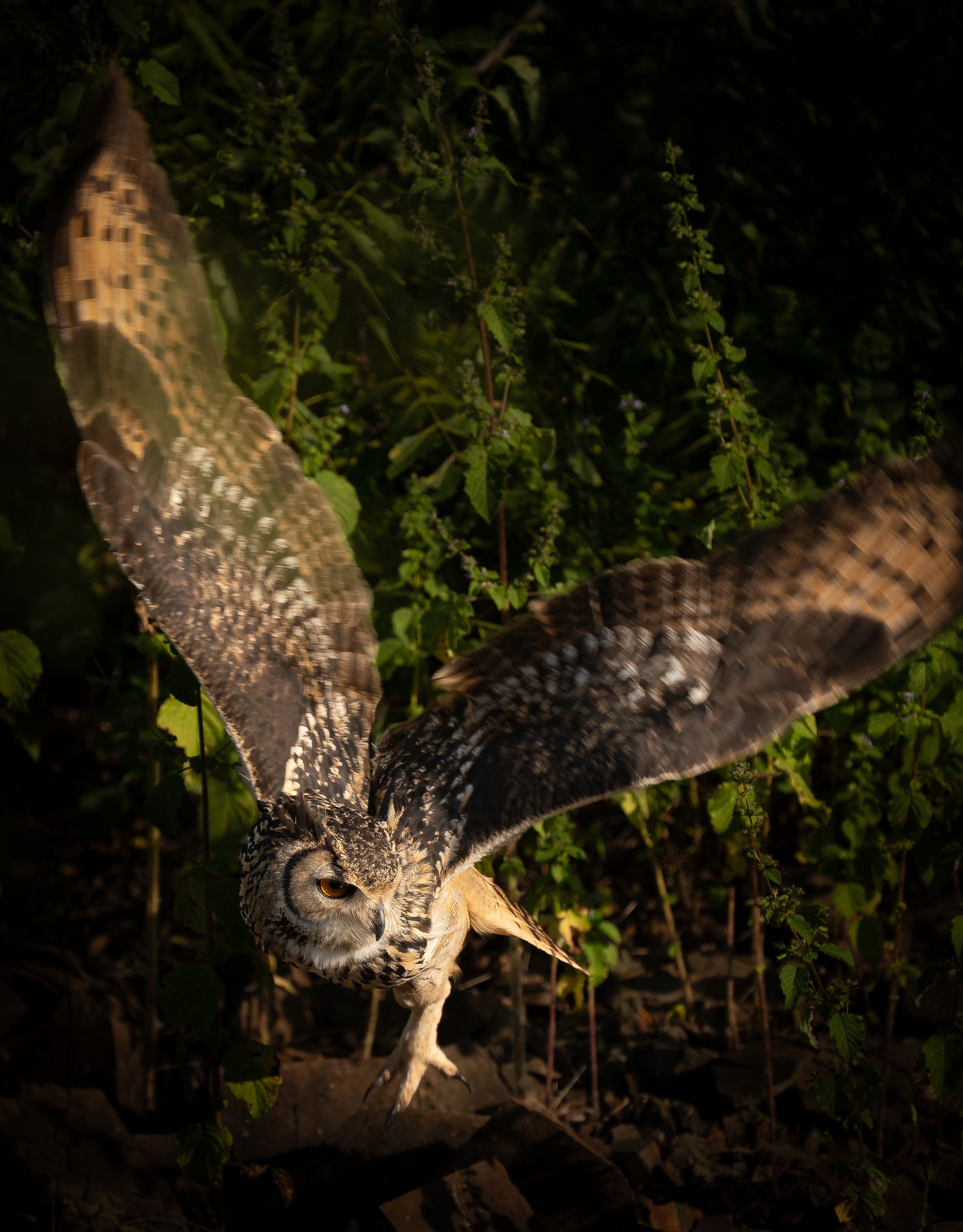 An owl spreading its wings in the forest