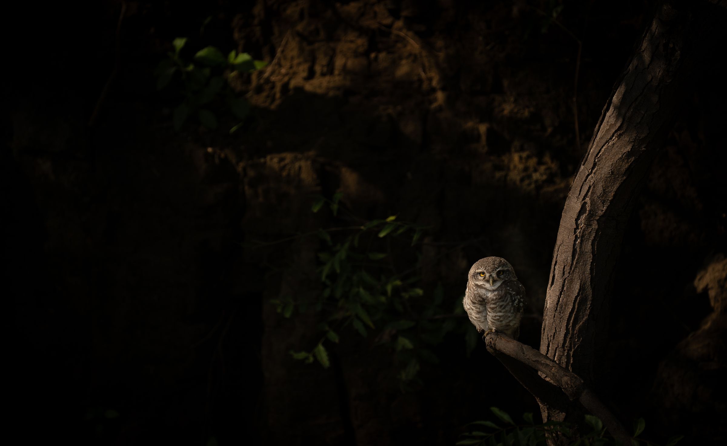 A spotted owlet on a branch in the dark forest