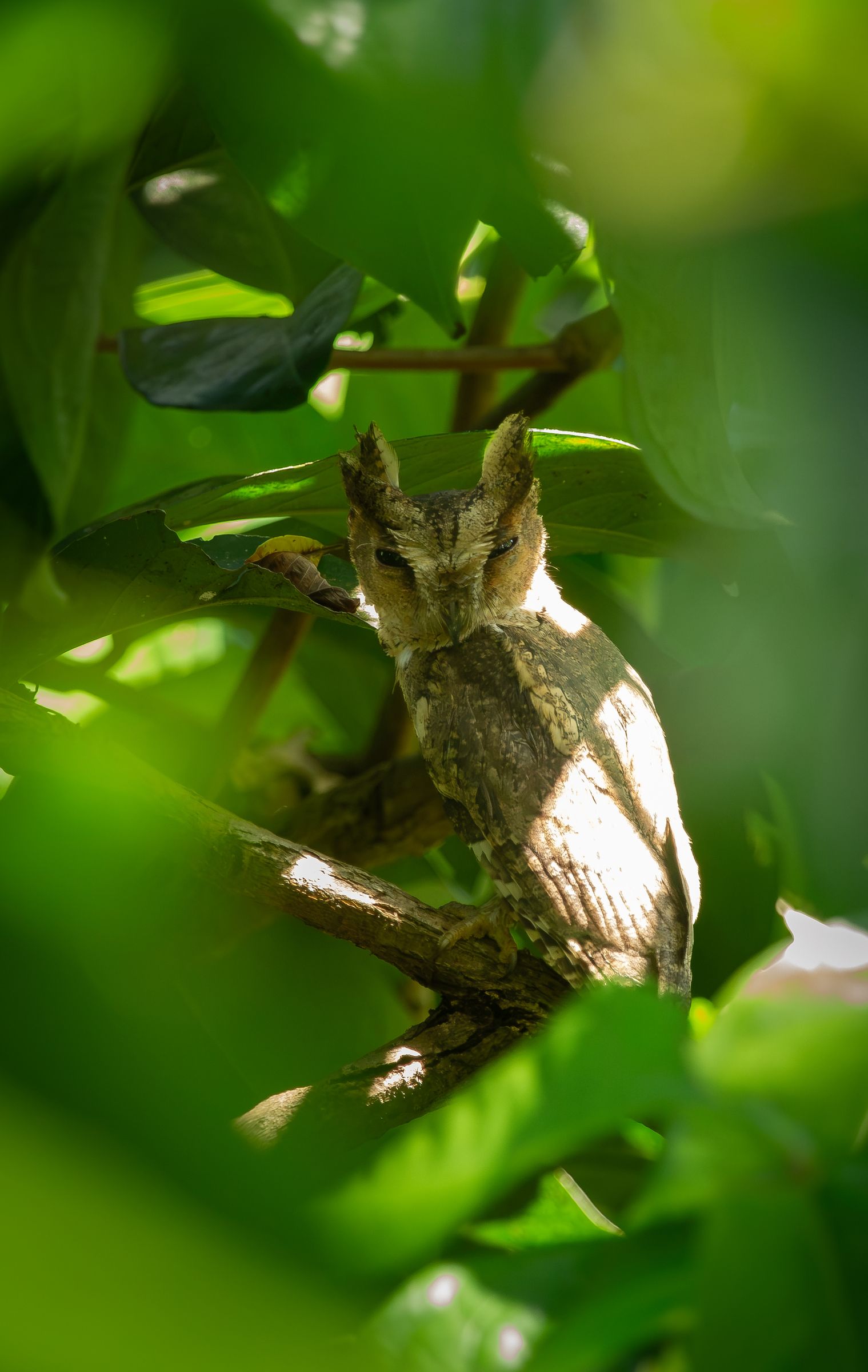 An owl among green leaves