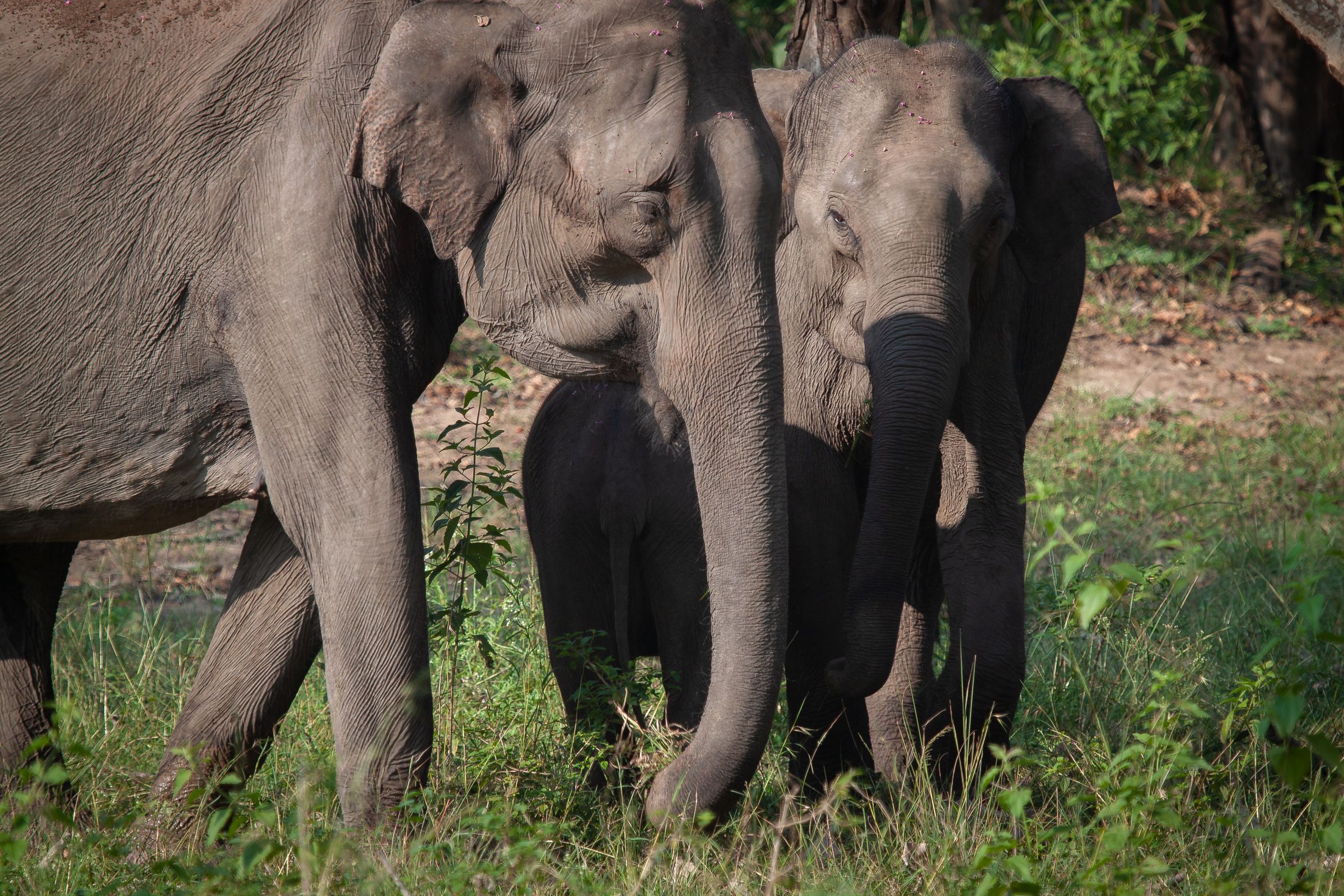 Two elephants standing close together