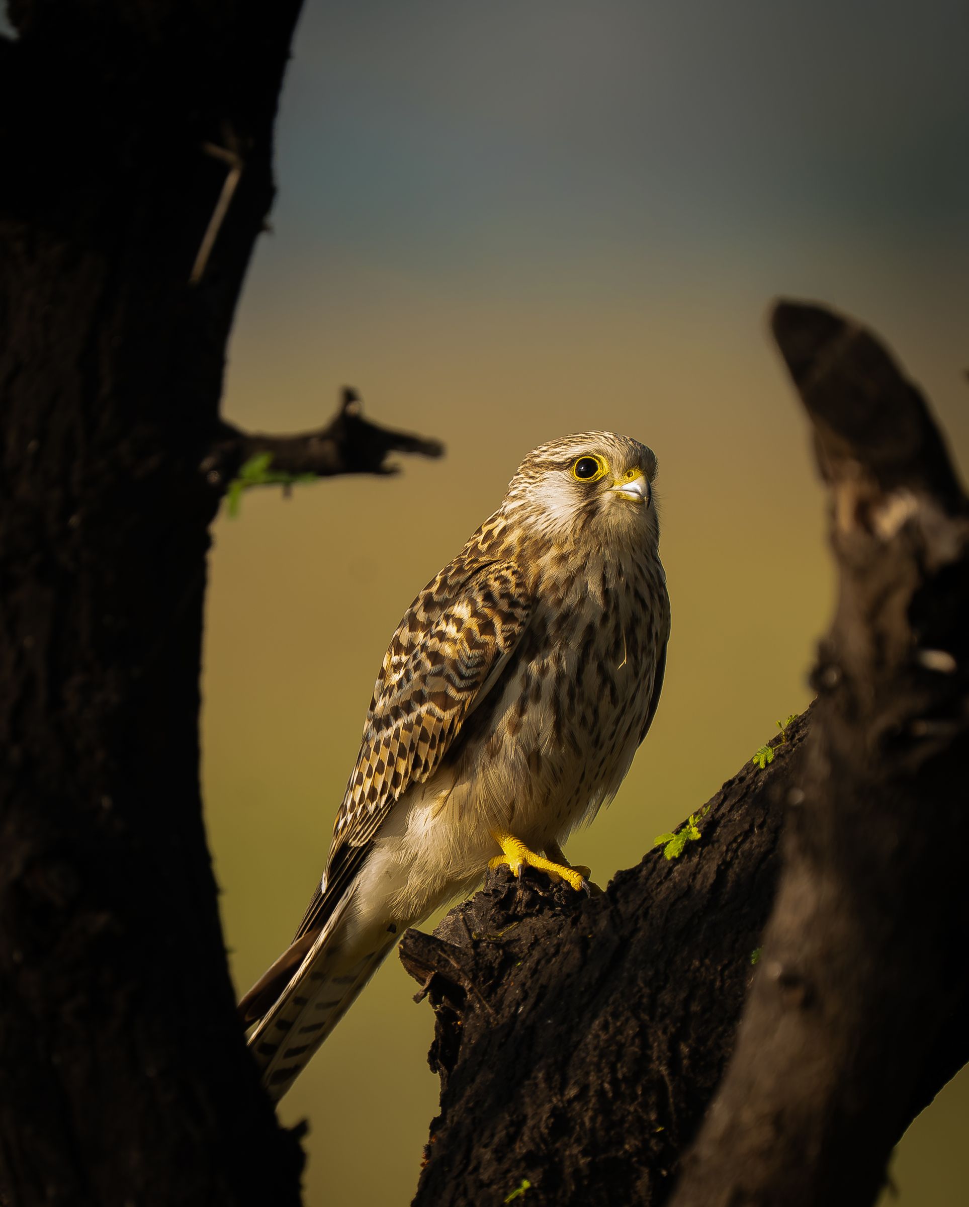 A kestrel perched on a dead tree, looking up