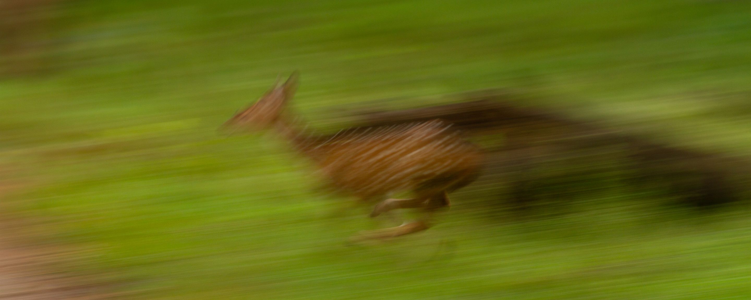 A deer running, blurred against green