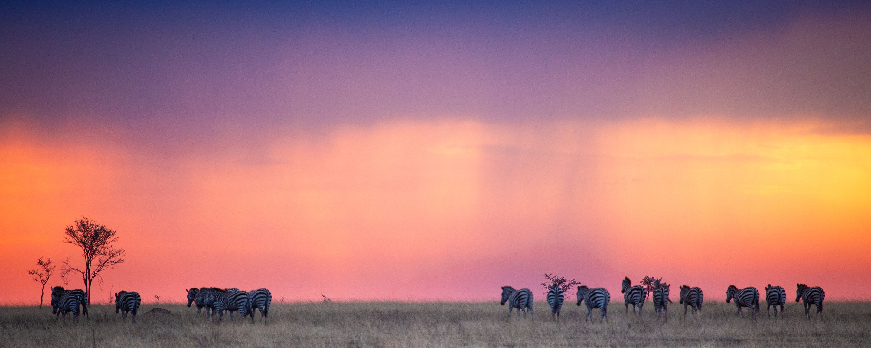Zebras on the plain beneath a blazing sunset sky and a rain shower