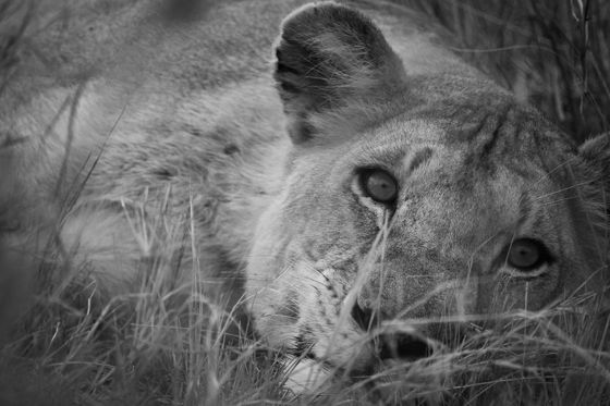 A lioness resting her head in the grass, in black and white