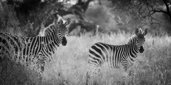 Two zebras standing in tall grass, in black and white