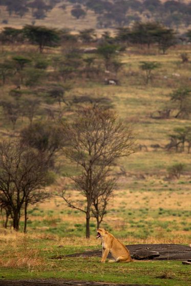 A lioness resting beneath trees on the plain
