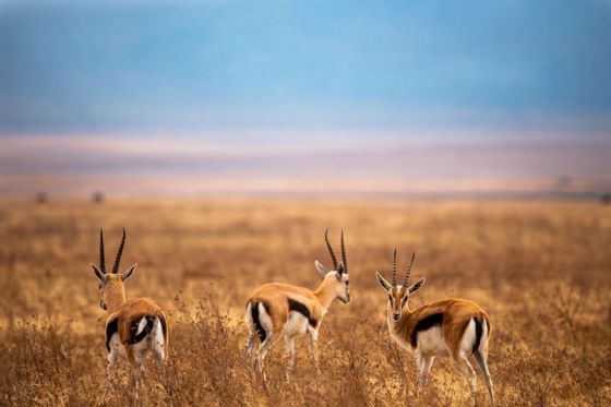 Three Thomson's gazelles in golden grass