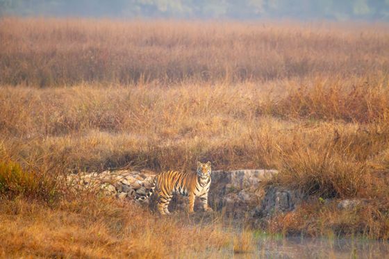 A tiger standing beside an old stone wall