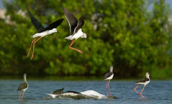 Black-winged stilts leaping above shallow water