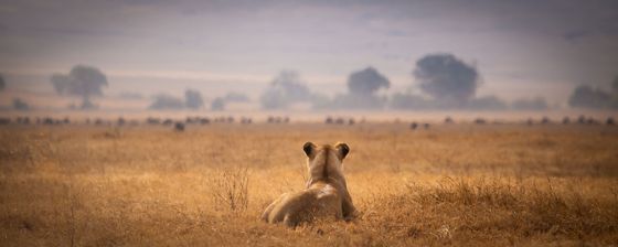 A lioness lying in golden grass, looking out over the crater